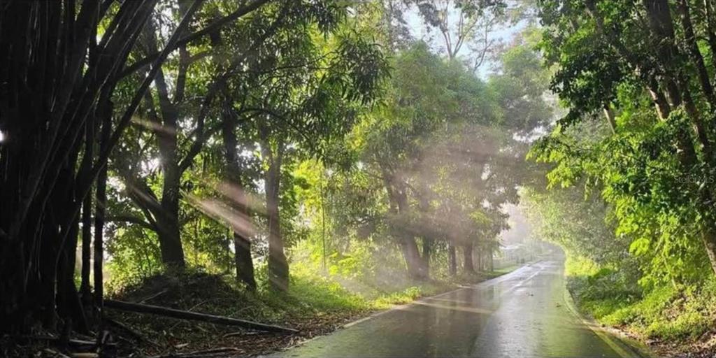A paved road winds through a lush, sunlit forest with trees lining both sides — Solar 19 BARRIO CORDILLERA, CIALES, PR
