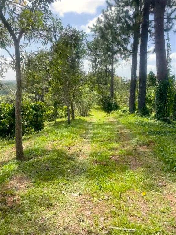 A grassy path leads through a wooded area with tall pine trees and lush vegetation — Solar 19 BARRIO CORDILLERA, CIALES, PR
