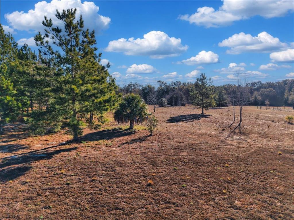 A large, open grassy field with scattered pine trees and a single palm tree — NW 76TH AVENUE, CHIEFLAND, FL