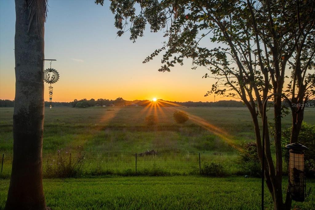 A sunrise view over a grassy field with a palm tree and bird feeder — 1472 IVYDALE ROAD, SPRING HILL, FL
