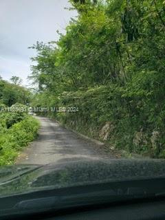 A narrow paved road winds through a dense, green wooded area — Lucky Valley Bog Walk St Catherine, OT 10, OT