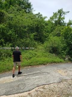 A man walks along a paved road next to a densely wooded, undeveloped lot — Lucky Valley Bog Walk St Catherine, OT 10, OT