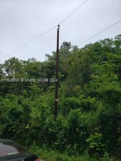 A utility pole stands in front of a dense, overgrown area of trees and vegetation — Lucky Valley Bog Walk St Catherine, OT 10, OT