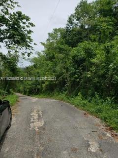 A narrow, paved road winds through a lush, green, wooded area with a car parked nearby — Lucky Valley Bog Walk St Catherine, OT 10, OT
