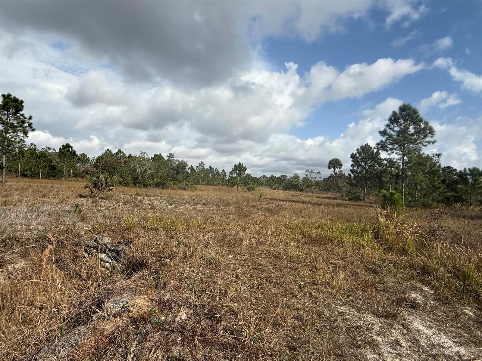 A wide, grassy field is bordered by a line of pine trees under a cloudy sky — 16375 NW 314th Street, Okeechobee FL 34972, OKEECHOBEE, FL