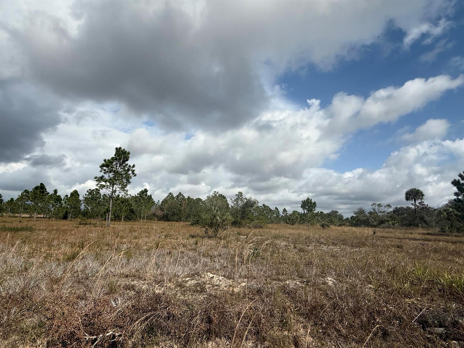 A wide, grassy field with scattered pine trees under a cloudy blue sky — 16375 NW 314th Street, Okeechobee FL 34972, OKEECHOBEE, FL