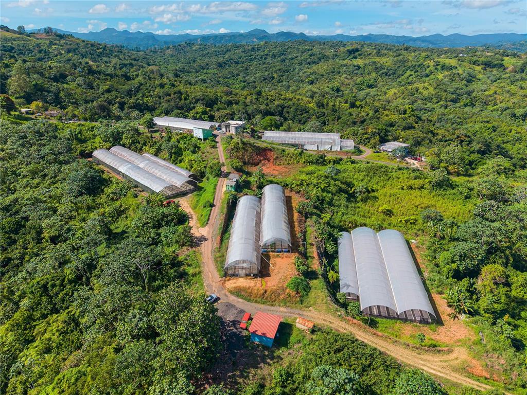 An aerial view shows several greenhouses and a small building situated on a hillside — BARRIO PERCHAS, SAN SEBASTIAN, PR