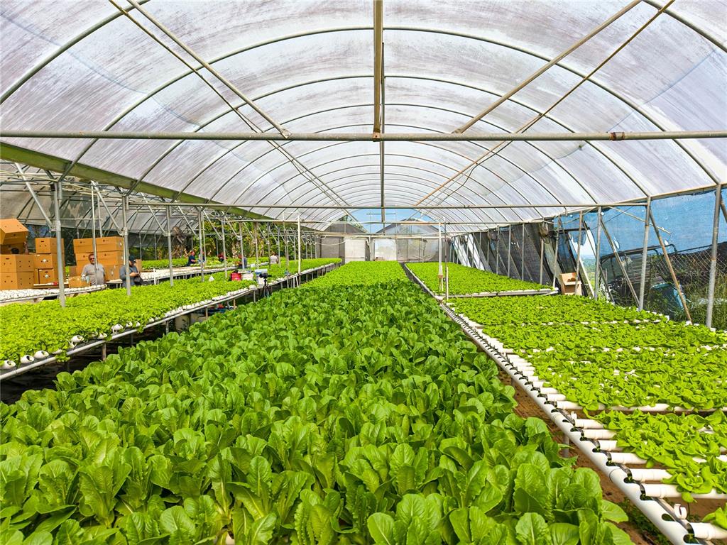 A large greenhouse features rows of hydroponic lettuce growing in white pipes — BARRIO PERCHAS, SAN SEBASTIAN, PR