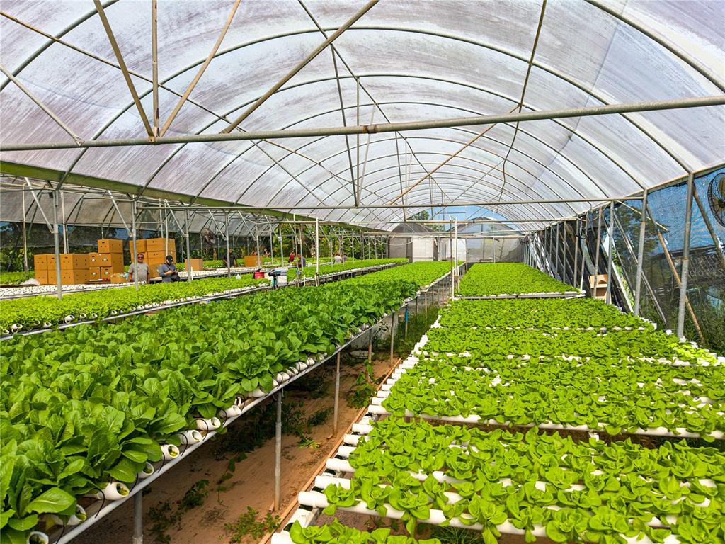 A large greenhouse features rows of hydroponic lettuce growing in white pipes — BARRIO PERCHAS, SAN SEBASTIAN, PR
