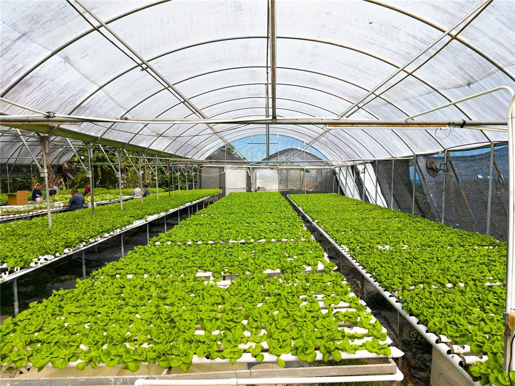 A large greenhouse contains rows of hydroponic lettuce growing in white pipes — BARRIO PERCHAS, SAN SEBASTIAN, PR