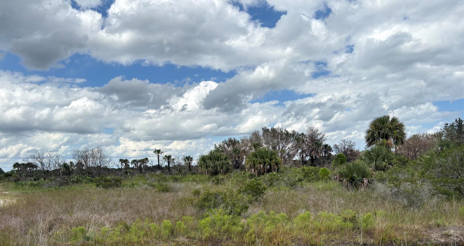 A landscape view of a grassy field with scattered palm trees under a cloudy sky — 17275 NW 308th Street, Okeechobee FL 34972, OKEECHOBEE, FL