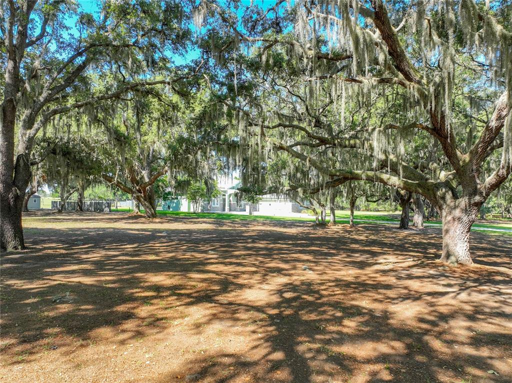 A large, grassy yard shaded by many mature oak trees draped in Spanish moss — TROTTING HORSE LANE, TAVARES, FL