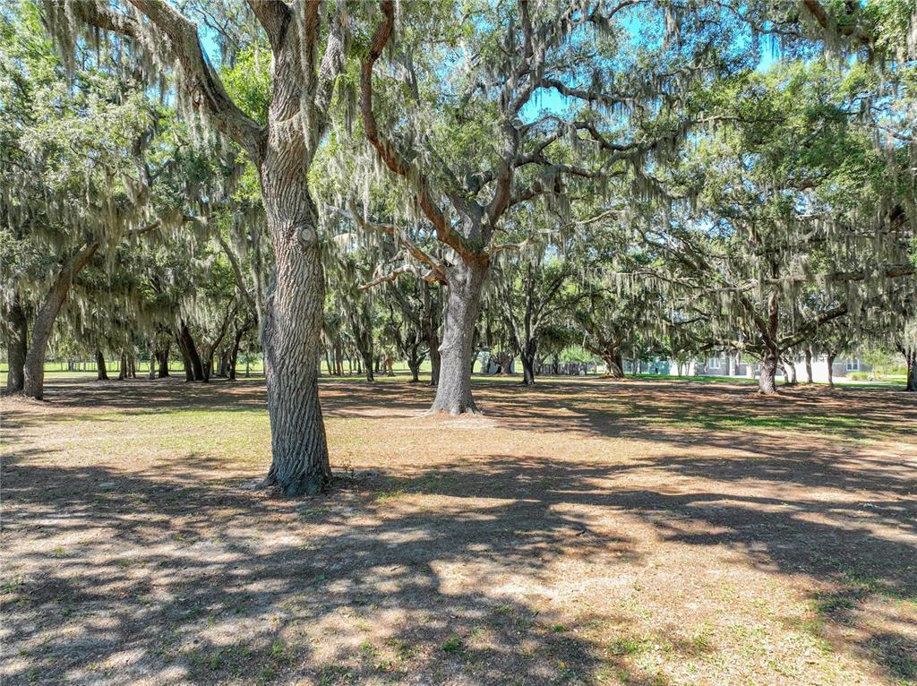 A large, grassy yard features many mature oak trees draped with Spanish moss — TROTTING HORSE LANE, TAVARES, FL
