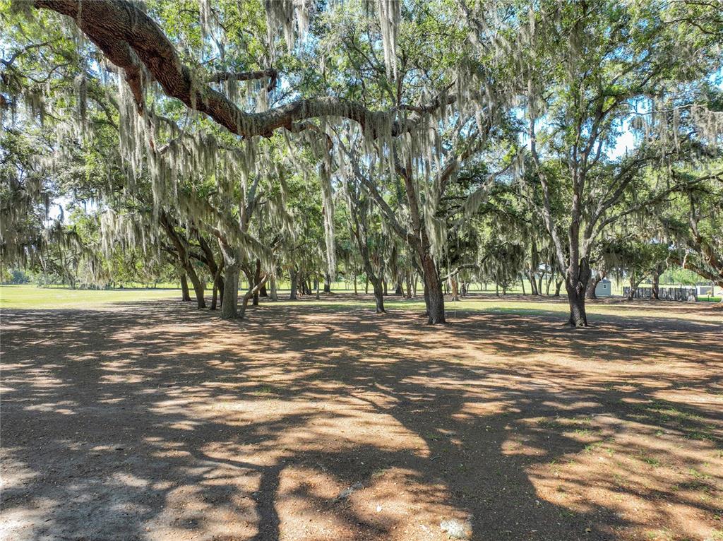 A large, open grassy area is shaded by many mature oak trees with Spanish moss — TROTTING HORSE LANE, TAVARES, FL