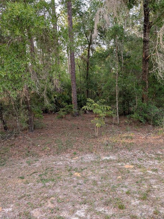 A view of a wooded, undeveloped lot with sandy ground and dense forest vegetation — 15475 SW 36TH STREET, OCALA, FL