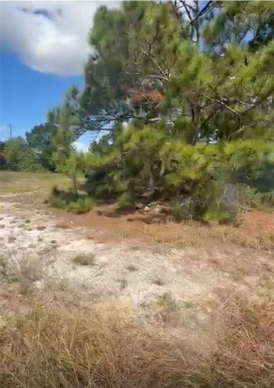 A large pine tree stands in the middle of a dry, grassy, and sandy lot — 334 SUN COURT, LAKE PLACID, FL