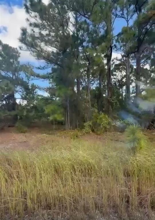 A grassy field leads to a cluster of tall pine trees under a blue sky — 334 SUN COURT, LAKE PLACID, FL