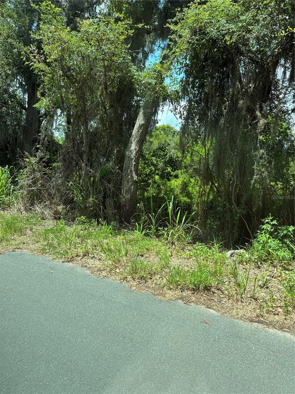 A paved road borders a dense, wooded area with mature trees and thick undergrowth — SEAMAN AVENUE, ST CLOUD, FL