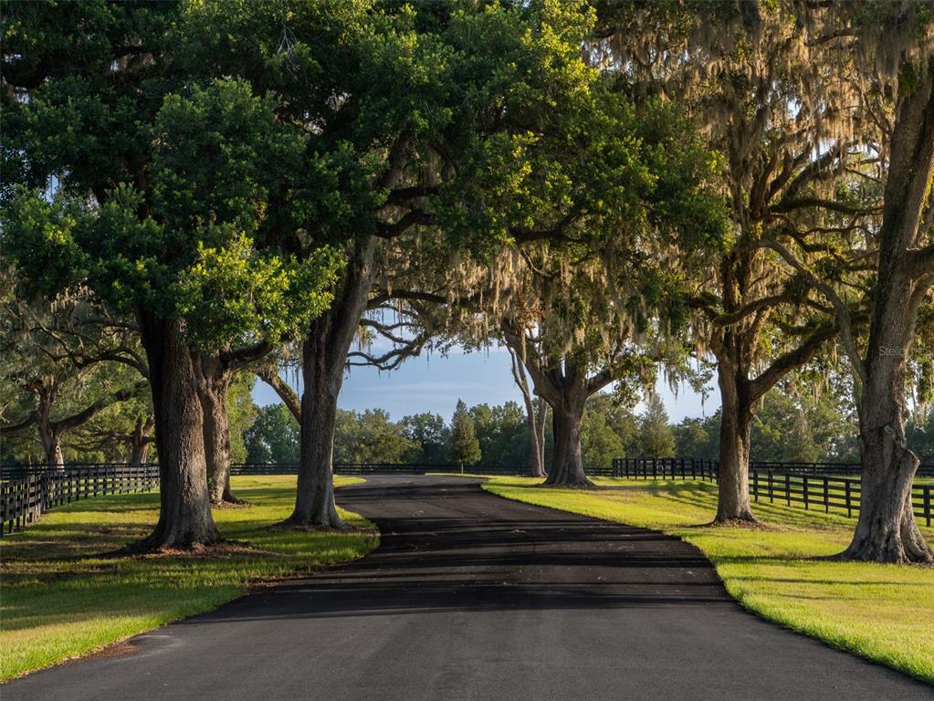 A paved driveway curves between large oak trees with Spanish moss and black wooden fencing — 11771 NW 50TH LANE ROAD, OCALA, FL