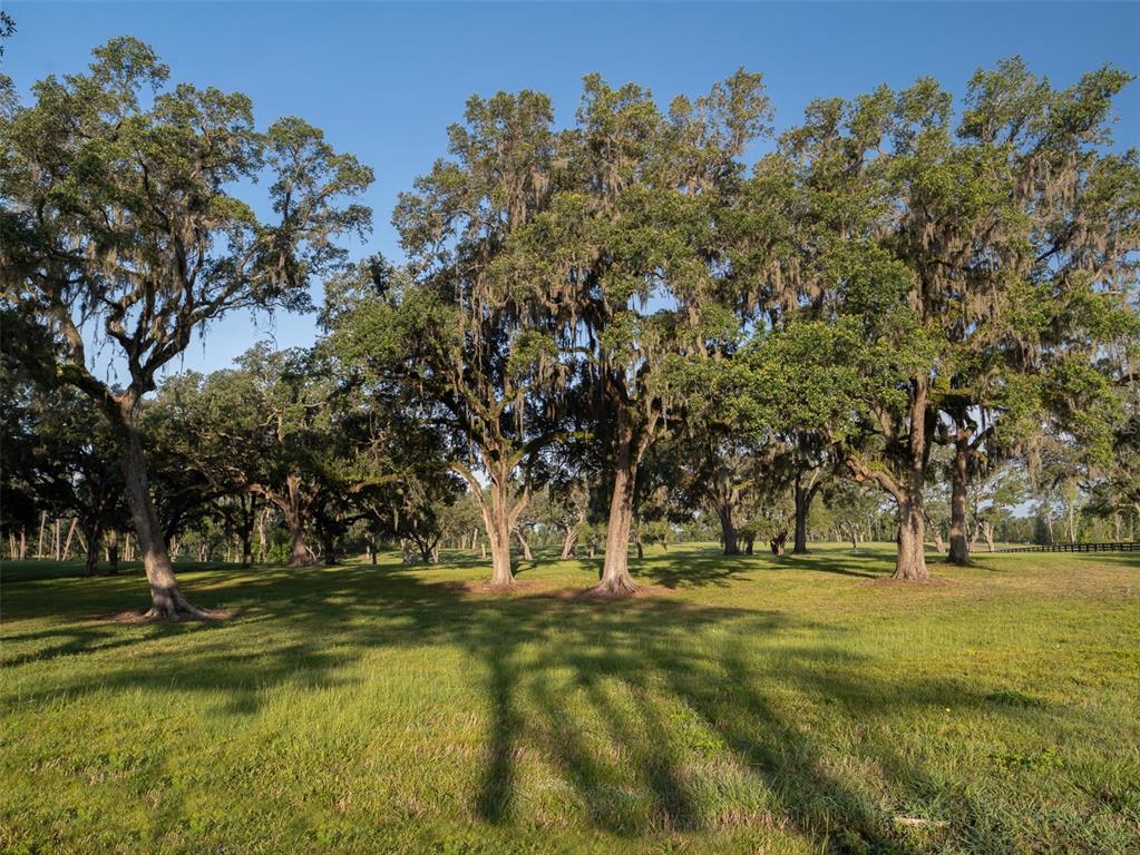 A grassy field features several large oak trees draped with Spanish moss under a blue sky — 11771 NW 50TH LANE ROAD, OCALA, FL