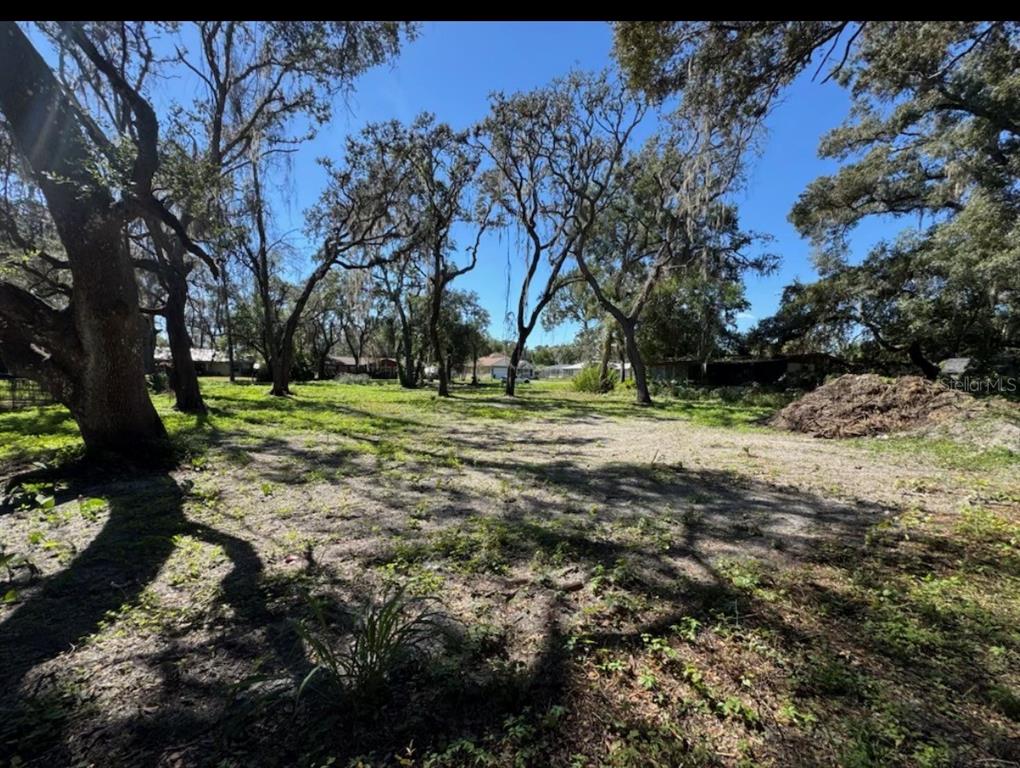 A vacant, sandy lot features several large, mature oak trees under a clear blue sky — 34779 HIBISCUS DRIVE, DADE CITY, FL