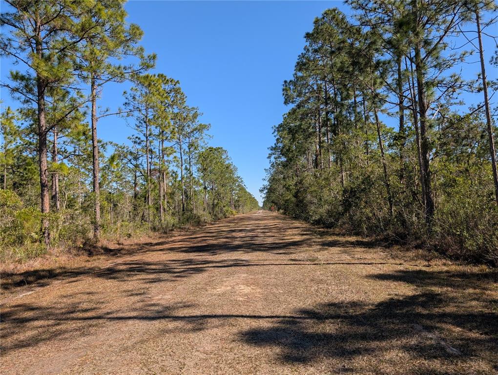 A dirt path stretches through a pine forest under a clear blue sky — 206 IXORA DRIVE, INDIAN LAKE ESTATES, FL