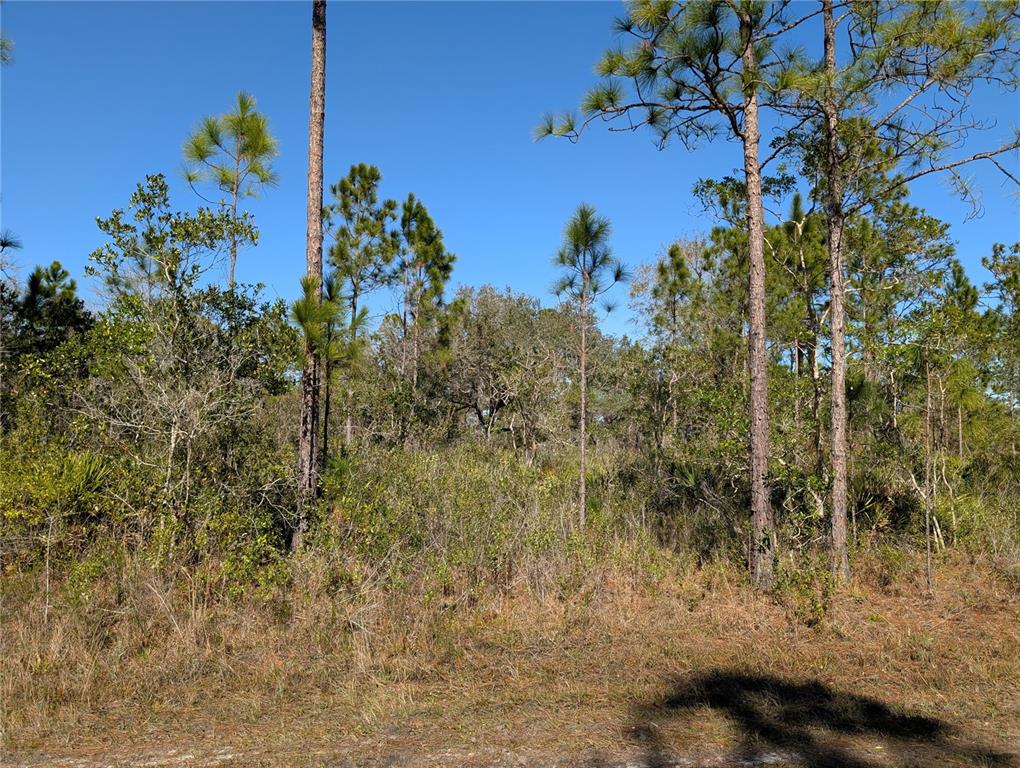 A wooded lot with tall pine trees and dense underbrush under a clear blue sky — 206 IXORA DRIVE, INDIAN LAKE ESTATES, FL
