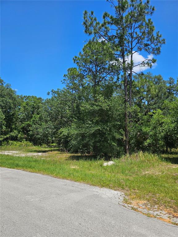 A paved road runs alongside a vacant, wooded lot under a clear blue sky — 223 STARLING COURT, POINCIANA, FL