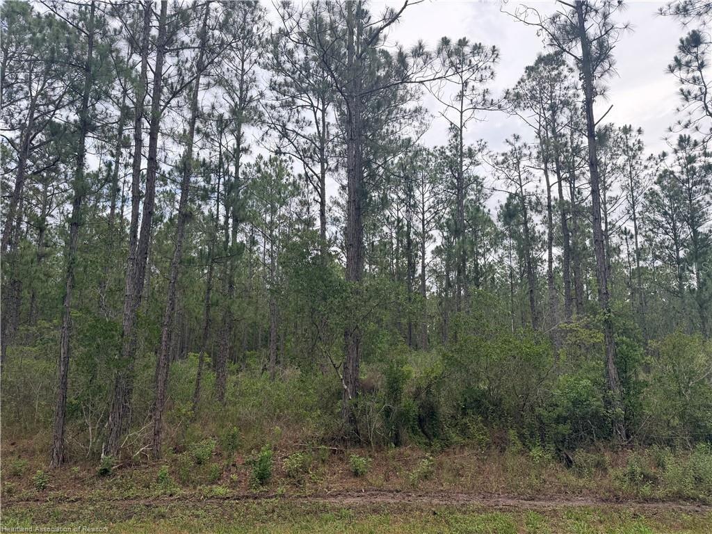 A dense forest of tall pine trees stands behind a patch of low-lying brush — 6438 MERRICK DRIVE, SEBRING, FL