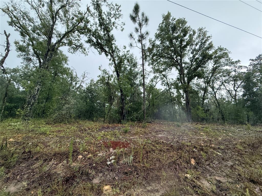A cleared, sandy lot with scattered vegetation and mature trees in the background — 1900 W MAGENTA DRIVE, DUNNELLON, FL