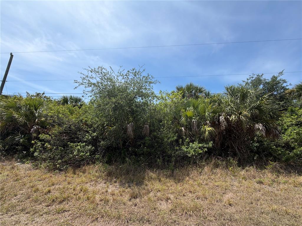 A dense thicket of trees and palm bushes grows along a grassy roadside — 17163 EDGEWATER DRIVE, PORT CHARLOTTE, FL