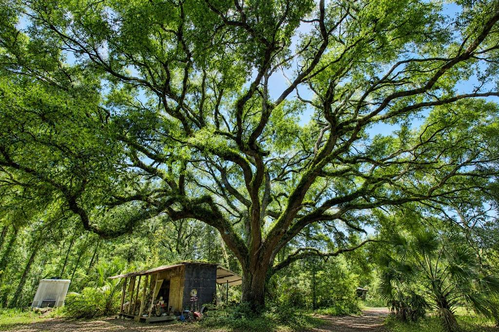 A large, sprawling oak tree towers over a small, weathered shed in a wooded area — 39 NE 526TH STREET, OLD TOWN, FL