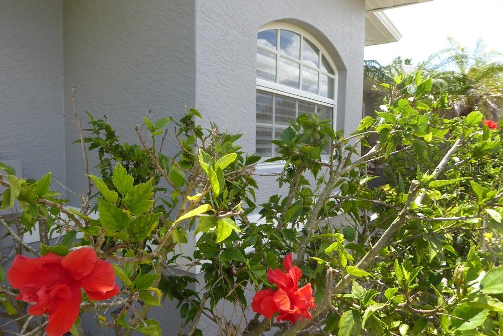 A light gray house exterior features a large arched window behind a blooming hibiscus bush — 328 BAYTREE DRIVE, ROTONDA WEST, FL