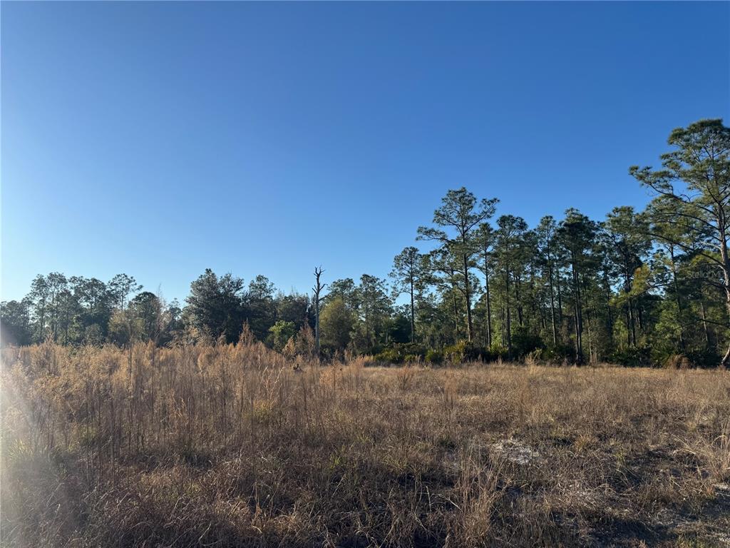 A large, grassy, undeveloped lot features a dense line of pine trees under a clear sky — 1303 HAMILTON AVENUE, LEHIGH ACRES, FL
