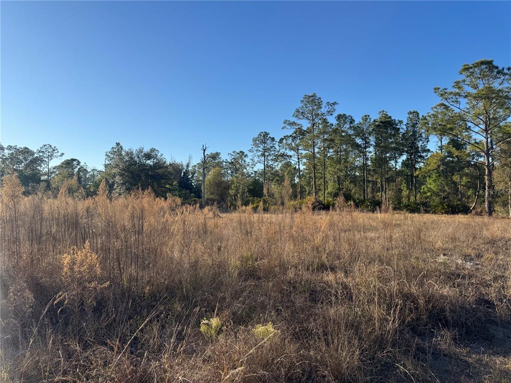 A view of a flat, grassy field bordered by a line of pine trees — 1303 HAMILTON AVENUE, LEHIGH ACRES, FL
