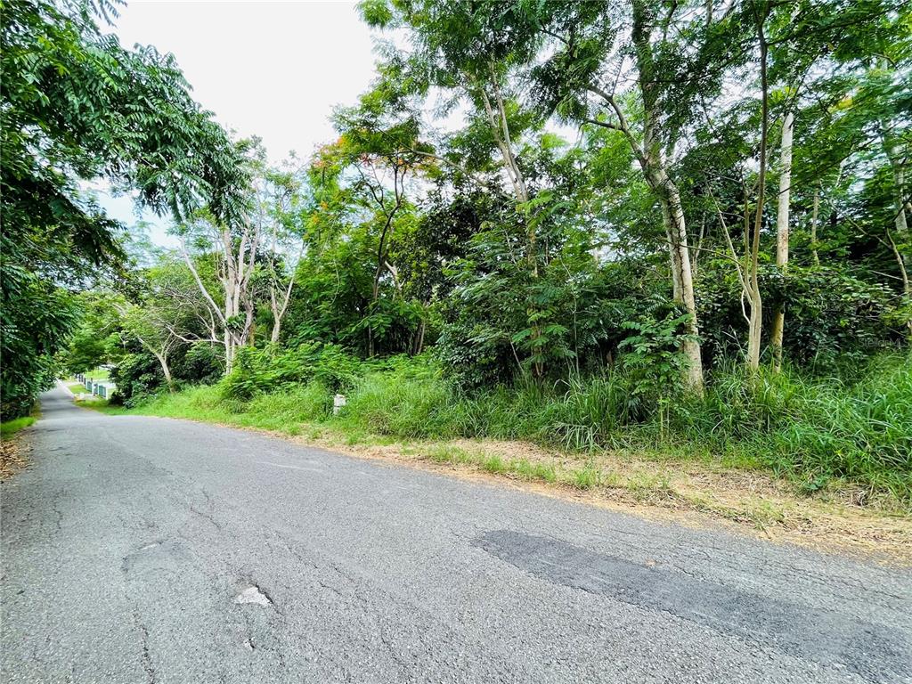 A paved road runs alongside a densely wooded, undeveloped lot with tall trees and grass — CARR 100 KM 5.2 BO. MIRADERO, CABO ROJO, PR