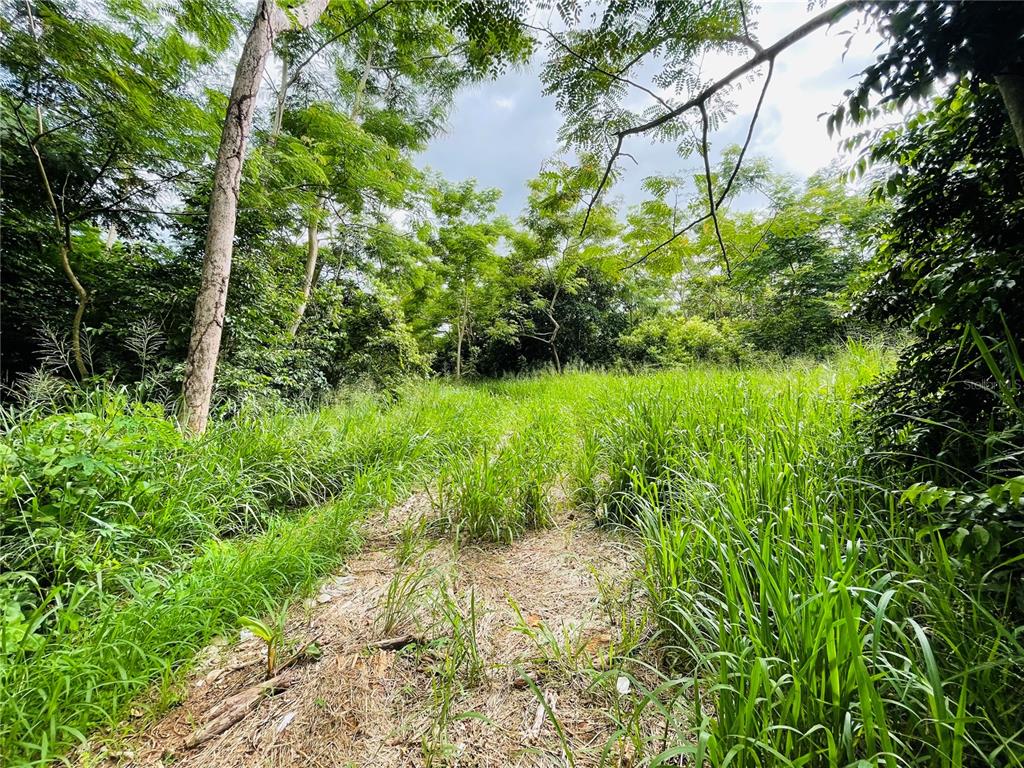 A view of a grassy, overgrown lot surrounded by dense trees and foliage — CARR 100 KM 5.2 BO. MIRADERO, CABO ROJO, PR