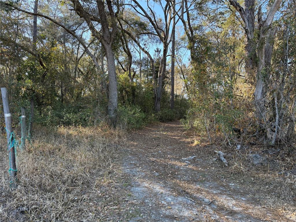 A dirt path leads into a wooded area with tall trees draped in Spanish moss — 0 NE 126 STREET, BRONSON, FL