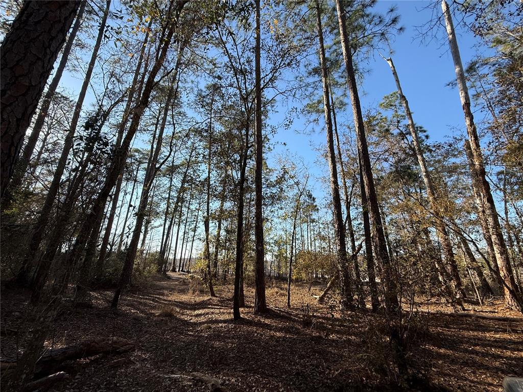 A dirt path leads through a wooded area with tall trees under a clear sky — 0 NE 126 STREET, BRONSON, FL