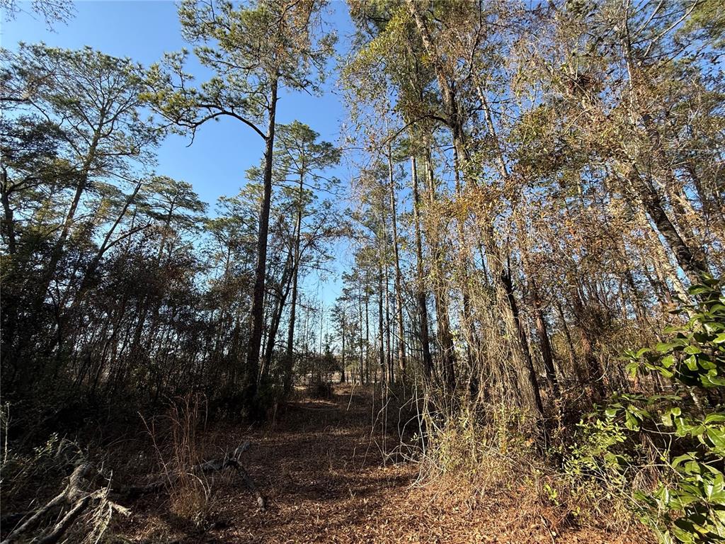 A wooded area with tall pine trees and a leaf-covered ground under a blue sky — 0 NE 126 STREET, BRONSON, FL