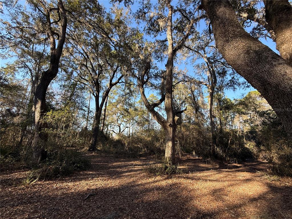 A dirt path leads through a wooded area with tall pine trees under a blue sky — 0 NE 126 STREET, BRONSON, FL