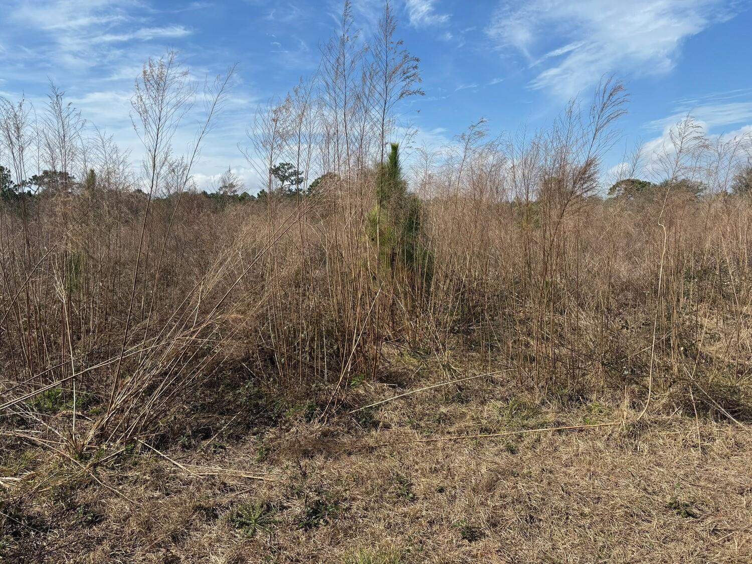 A vacant, grassy lot features tall, dry vegetation and a small pine tree under blue skies — 0 Old Grade Road, FL 33868, FL