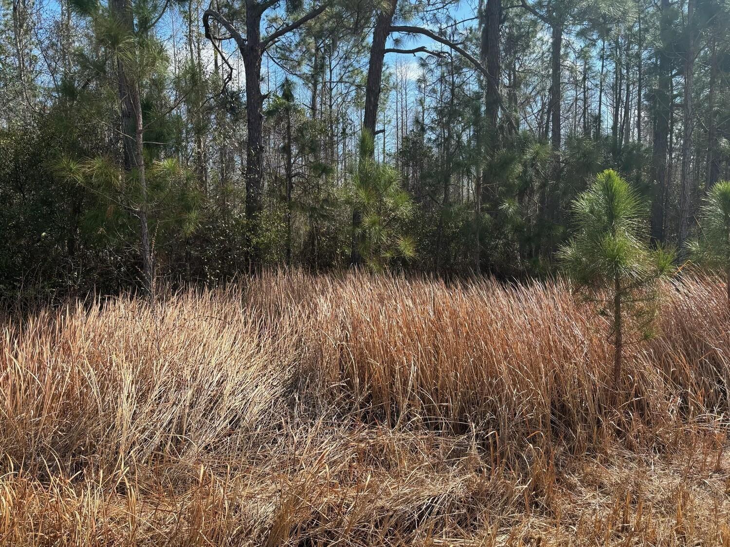 A field of tall, dry grass sits in front of a dense pine forest — 0 Old Grade Road, FL 33868, FL