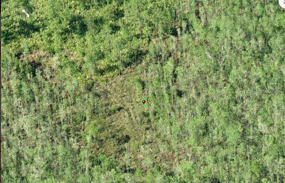 An aerial view shows a dense, wooded forest area marked with a red location pin — DILL ROAD, ORLANDO, FL