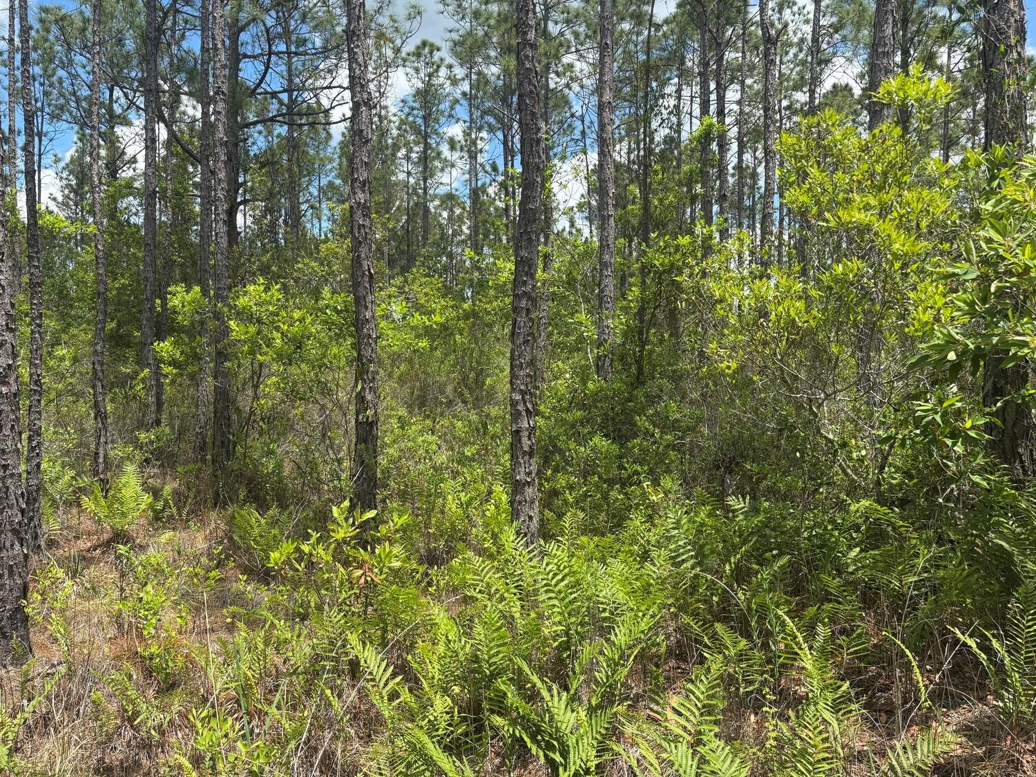 A wooded lot featuring tall pine trees, dense green undergrowth, and patches of ferns — 0 Holopaw Groves Road, FL 34772, FL