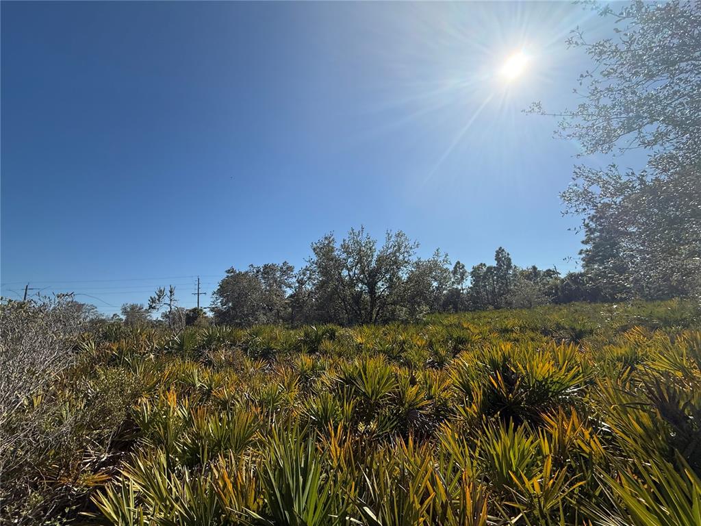 A sunny, undeveloped lot covered in saw palmetto plants and scattered trees under a blue sky — 1507 JACOBS STREET, PORT CHARLOTTE, FL