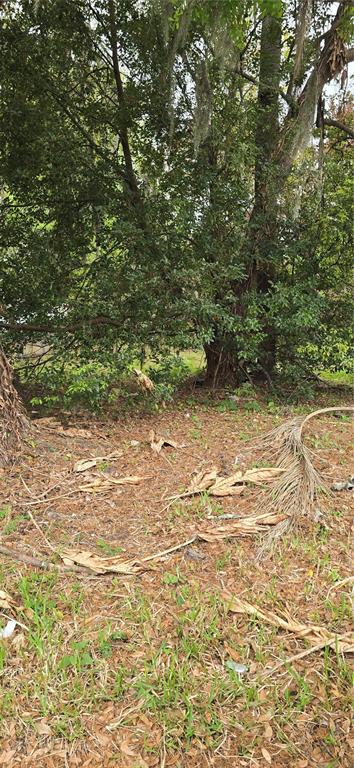 A wooded area with mature trees, Spanish moss, and scattered palm fronds on the ground — 810 W 14TH STREET, LAKELAND, FL