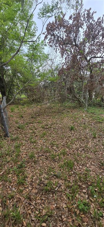 A wooded lot with fallen branches and a mix of green and brown trees — 810 W 14TH STREET, LAKELAND, FL