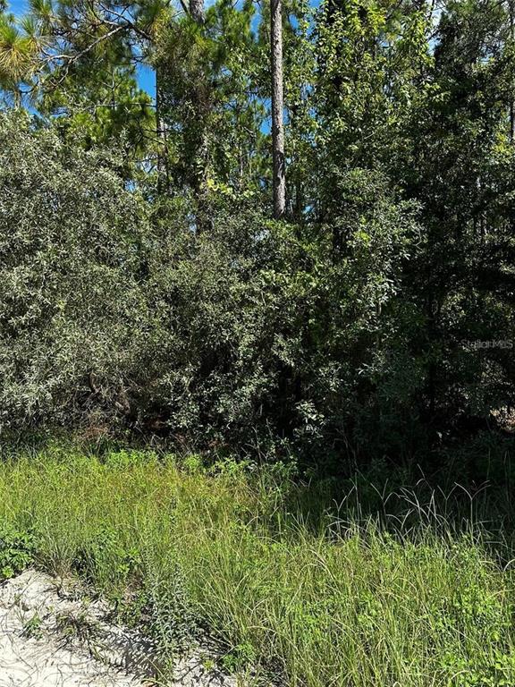 A dense thicket of trees and tall grass covers a vacant, undeveloped plot of land — XX SE 21ST PLACE, WILLISTON, FL
