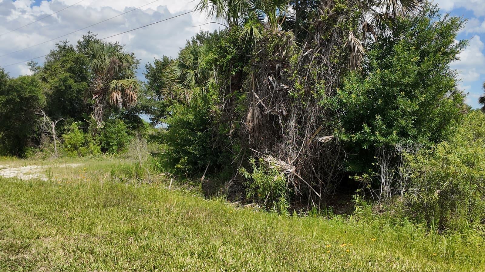 A grassy field leads to a dense cluster of trees and palm bushes under clouds — 18980 NW 274th Street, Okeechobee FL 34972, OKEECHOBEE, FL